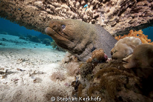 Giant Moray taken under a huge table coral at Yolanda Reef. by Stephan Kerkhofs 